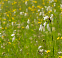 fileadmin/roha/images_galerie/Baum-natur-garten/Natur-Wildblumen-Landschaft/BL-WIESE-ANG-REIT-WOLLGR-0002-D-roha-Blumenwiese-Anger-Reitberg-Wollgras.png