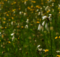 fileadmin/roha/images_galerie/Baum-natur-garten/Natur-Wildblumen-Landschaft/BL-WIESE-ANG-REIT-WOLLGR-0002-D-roha-Blumenwiese-Anger-Reitberg-Wollgras.png