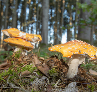 fileadmin/roha/images_galerie/Baum-natur-garten/Natur-Wildblumen-Landschaft/Natur-Pilze/NATUR-PILZ-FLIEG-0031-D-roha-Natur-Wald-Boden-Pilz-Schwammerl-Fliegenpilz.png