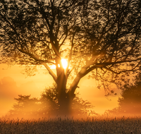 fileadmin/roha/random/galerie/SO-AU-HAARM-0007-1-1-D-roha-Sonne-Sonnenaufgang-Haarmoos-Baum.png