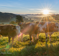 fileadmin/roha/images_galerie/Tiere/Kuh-Schaf-Pferd-Ziege/SO-AU-SURT-0025-0743-01-D-roha-Sonnenaufgang-Surtal-Teisendorf-Oberteisendorf-Kuh.png