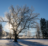 fileadmin/roha/images_galerie/Baum-natur-garten/Baeume/STIM-ANG-STEINH-WI-0003-D-roha-Stimmung-Anger-Sonne-Winter.png