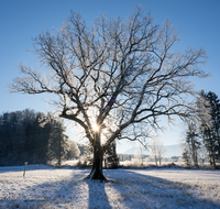 fileadmin/roha/images_galerie/Winter/STIM-ANG-STEINH-WI-0005-D-roha-Stimmung-Anger-Sonne-Winter.png