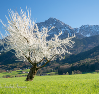 fileadmin/roha/images_galerie/Baum-natur-garten/Baeume/BAUM-OBST-BLUE-0010-D-roha-Baum-Obst-Bluete-Anger-Aufham-Hochstaufen.png