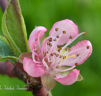 fileadmin/roha/images_galerie/Baum-natur-garten/Baeume/BAUM-PFIR-BL-0002-D-PS-roha-Baum-Pfirsich-Bluete-rose.png