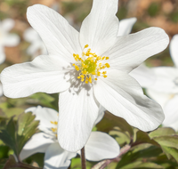 fileadmin/roha/images_galerie/Hintergrund-Download/1920x1080_-_Handy/BL-BUSCHW-0010-D-roha-Blumen-Buschwindroeschen-Anemone-nemorosa-weiss.png