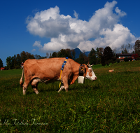 fileadmin/roha/images_galerie/brauchtum/Almabtrieb/Almabtrieb-Wasserfallalm/BR-ALMAB-BGD-OB-SLUZ-00154-D-roha-Almabtrieb-Berchtesgaden-Wasserfallalm-Obersulzberglehen-Fuikl-Kuh-Kuhglocke.png