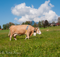 fileadmin/roha/images_galerie/brauchtum/Almabtrieb/Almabtrieb-Wasserfallalm/BR-ALMAB-BGD-OB-SLUZ-00154-D-roha-Almabtrieb-Berchtesgaden-Wasserfallalm-Obersulzberglehen-Fuikl-Kuh-Kuhglocke.png