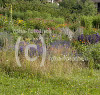 fileadmin/roha/images_galerie/Baum-natur-garten/Gemuese-Garten-Kraeuter-neu/GAR-KRAEUT-0004-D-roha-Garten-Kraeuter-Chiemsee-Fraueninsel.jpg