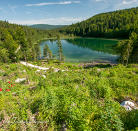 fileadmin/roha/Interessantes-in-Kurzform/INZ-FRILL-0021-D-roha-Inzell-Frillensee-Zwiesel-Biotop-Naturschutz-Wasser.png