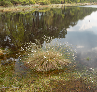 fileadmin/roha/images_galerie/orte_landschaft/Petting/Schoenramer-Moor/PE-SCHOENR-MOOR-0020-00-7-D-roha-Petting-Schoenramer-Moor-See-Fruehjahr-Wasser-Binsen.png