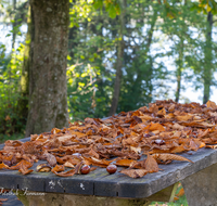 fileadmin/roha/images_galerie/orte_landschaft/Abtsdorf-Abtsdorfer-See/ABTS-SEE-STIM-HER-0001-0-04-D-roha-Abtsdorfer-See-Herbst-Laub-Tisch-Stimmung-Kastanie.png