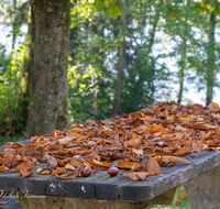 fileadmin/roha/images_galerie/orte_landschaft/Abtsdorf-Abtsdorfer-See/ABTS-SEE-STIM-HER-0001-0-04-D-roha-Abtsdorfer-See-Herbst-Laub-Tisch-Stimmung-Kastanie.png