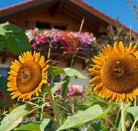 fileadmin/roha/images_galerie/Baum-natur-garten/Blumengarten-Blumen/BL-HAUSG-SONNEBL-0007-1-D-roha-Blumen-Hausgarten-Sonnenblume-Biene-Wolkersdorf.png