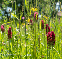 fileadmin/roha/Interessantes-in-Kurzform/BL-WIESE-UF-0012-D-roha-Blumenwiese-Blutklee-Margerite.png