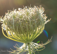 fileadmin/roha/images_galerie/Baum-natur-garten/Natur-Wildblumen-Landschaft/BL-WIESE-UF-MOE-0001-06-D-roha-Blumenwiese-Wilde-Moehre-Samenstand-Daucus-carota-subsp.png