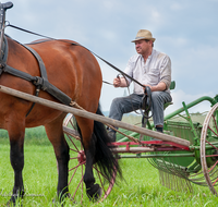 fileadmin/roha/images_galerie/brauchtum/Leonhardiritt/Holzhausen_01/Kaltblutfest/BR-PFRI-HOLZ-KALTBL-2015-1036-01-D-roha-Brauchtum-Kaltblut-Pferd-Heuwender-Landwirtschaft.png