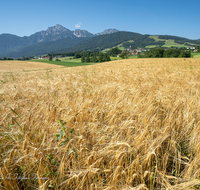 fileadmin/roha/images_galerie/Hintergrund-Download/1600x1200/LANDW-FELD-GETR-ANG-0001-D-roha.png