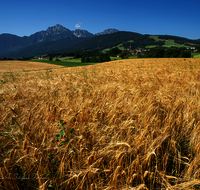 fileadmin/roha/images_galerie/Hintergrund-Download/1600x1200/LANDW-FELD-GETR-ANG-0001-D-roha.png