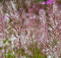 fileadmin/roha/images_galerie/Baum-natur-garten/Natur-Wildblumen-Landschaft/NATUR-STIMM-0002-D-roha-Natur-Stimmung-Wald-Gegenlicht-Sonne-Bluete-Samenstand.png