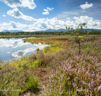 fileadmin/roha/images_galerie/orte_landschaft/Petting/Schoenramer-Moor/PE-SCHOENR-MOOR-0045-20-roha-Petting-Schoenramer-Moor-See-Hochstaufen-Wolken.png