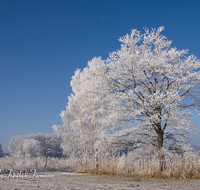 fileadmin/roha/images_galerie/Winter/WINT-ABTSD-0003-D-roha-Winter-Abtsdorfer-See-Ufer-Birke-Rauhreif.png