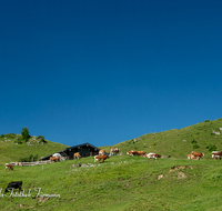 fileadmin/roha/images_galerie/orte_landschaft/Berchtesgaden/Jenner-Schoenau/BGD-JENN-BUECH-0002-D-roha-Berchtesgaden-Jenner-Buechsenalm-Kuh.png