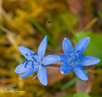 fileadmin/roha/images_galerie/Baum-natur-garten/Natur-Wildblumen-Landschaft/BL-BLAUST-0011-D-roha-Blumen-Blaustern-Josefsbluemchen-Scilla-bifolia-Fruehling-blau-Blumenwiese.png