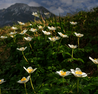 fileadmin/roha/images_galerie/Baum-natur-garten/Natur-Wildblumen-Landschaft/BL-BUSCHW-STOI-0001-D-H-roha-Blumen-Buschwindroeschen-Anemone-nemorosa-weiss.png