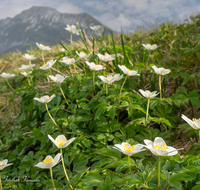 fileadmin/roha/images_galerie/Baum-natur-garten/Natur-Wildblumen-Landschaft/BL-BUSCHW-STOI-0001-D-H-roha-Blumen-Buschwindroeschen-Anemone-nemorosa-weiss.png