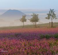 fileadmin/roha/Interessantes-in-Kurzform/ab-4-2021/BL-WIESE-TEIS-PAT-SO-0006-D-roha-Blumenwiese-Patting-Teisendorf.png