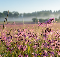 fileadmin/roha/images_galerie/Baum-natur-garten/Natur-Wildblumen-Landschaft/BL-WIESE-TEIS-PAT-SO-0031-D-roha-Blumenwiese-Kuckucks-Lichtnelke-Lychnis-flos-cuculi.png