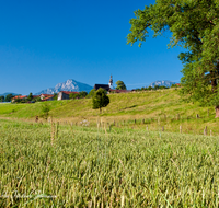 fileadmin/roha/images_galerie/orte_landschaft/Teisendorf/TEI-WI-0014-D-roha-Teisendorf-Wimmern-Oed-Hochstaufen-Zwiesel-Landwirtschaft-Getreide-Feld.png