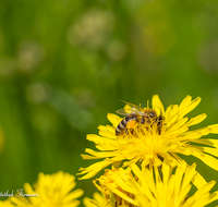 fileadmin/roha/images_galerie/Tiere/TIE-BIEN-0021-D-roha-Tiere-Insekten-Honig-Biene-Apis-mellifera-Pollen-Habichtskraut.png