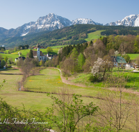 fileadmin/roha/images_galerie/orte_landschaft/Anger/Hoeglwoerth/AN-HOE-PAN-0136-D-roha-Anger-Hoelgwoerth-Fruehling-Hochstaufen-Zwiesel-Blumenwiese.png