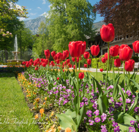 fileadmin/roha/Interessantes-in-Kurzform/BAD-REI-KURGAR-0015-05-D-roha-Bad-Reichenhall-Kurgarten-Gradierwerk-Brunnnen-Tulpen.png