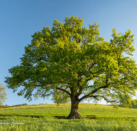 fileadmin/roha/images_galerie/Baum-natur-garten/Baeume/BAUM-EICHE-0023-D-roha-Baum-Eiche-Anger-Bannhoegl-Hoegl.png