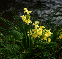 fileadmin/roha/images_galerie/Baum-natur-garten/Natur-Wildblumen-Landschaft/BL-SCHLUESS-0023-D-roha-Blumen-Schluesselblume-gelb-Fruehling-Primula-veris-Bach.png