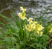 fileadmin/roha/images_galerie/Baum-natur-garten/Natur-Wildblumen-Landschaft/BL-SCHLUESS-0023-D-roha-Blumen-Schluesselblume-gelb-Fruehling-Primula-veris-Bach.png