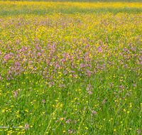 fileadmin/roha/reportagen/Bienen-Nahrung/BL-WIESE-HAARM-0001-D-roha-Blumenwiese-Haarmoos-Laufen-Saaldorf-Abtsdorf.png