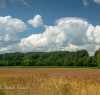 fileadmin/roha/images_galerie/Landwirtschaft/LANDW-GETR-0004-01-D-roha-Landwirtschaft-Getreide-Feld-Laufner-Landweizen-Niederheining.png