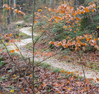 fileadmin/roha/images_galerie/orte_landschaft/Teisendorf/Geo-Park-Lehrpfad/WEGE-TEIS-VERS-0012-01-D-roha-Weg-Teisendorf-Waldlehrpfad-Skulpturenweg-Wald-Herbst.png