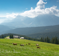 fileadmin/roha/images_galerie/orte_landschaft/Stoisser-Alm/TEI-STO-KUH-0024-D-roha-Teisendorf-Anger-Stoisser-Alm-Kuh-Untersberg-Hochstaufen-Zwiesel.png