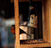 fileadmin/roha/images_galerie/Tiere/Vogel/TIE-VOEG-HAEUSCH-0016-0823-D-roha-Tiere-Vogel-Haeuschen-Futter-Rotkehlchen.png