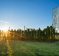 fileadmin/roha/images_galerie/kulinarisch/Wieninger/WIENINGER-HOPF-SON-1-0654-D-M2-roha-Wieninger-Hopfen-Sonnenaufgang.png