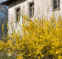 fileadmin/roha/images_galerie/orte_landschaft/Bad_Reichenhall/BAD-REI-GRUT-0008-D-roha-Bad-Reichenhall-Burg-Gruttenstein-Forsythia-x-intermedia-Forsythie-Hochstaufen.png