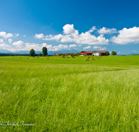 fileadmin/roha/images_galerie/orte_landschaft/Traunstein/KAM-ALTERF-0002-D-roha-Traunstein-Kammer-Alterfing-Landwirtschaft-Kuh-Bauernhof.png