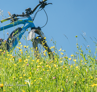 fileadmin/roha/images_galerie/Freizeit-Sport/E-Bike/SPO-E-BIKE-BL-WIES-0006-D-roha-Sport-E-Bike-Petting-Surspeicher-Blumenwiese.png