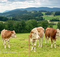 fileadmin/roha/images_galerie/Tiere/Kuh-Schaf-Pferd-Ziege/TIE-KUEHE-LAUT-0002-D-roha-Tiere-Kuh-Herde-Weide-Lauter.png