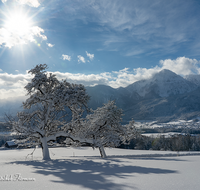 fileadmin/roha/images_galerie/orte_landschaft/Anger/Aufham/AUF-WI-FELB-0002-D-roha-Anger-Aufham-Felber-Hochstaufen-Baum-Panorama-Winter-Schnee.png